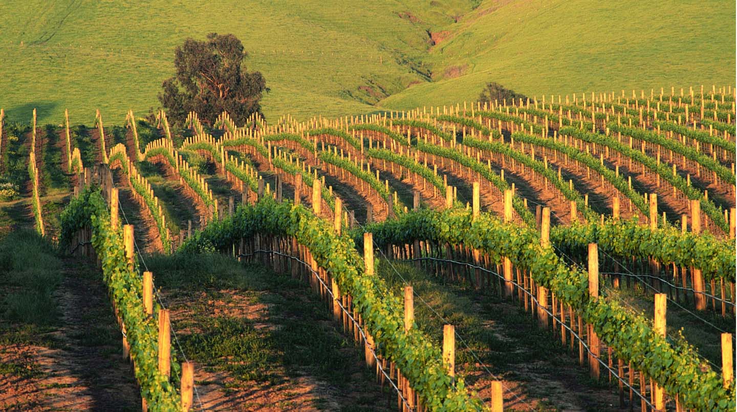 vignes et le vin bio la certification du vin bio
