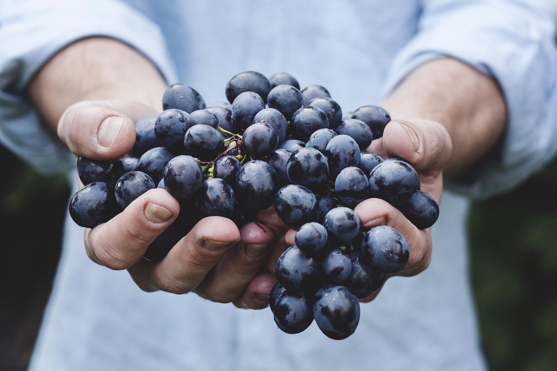 la certification du vin bio