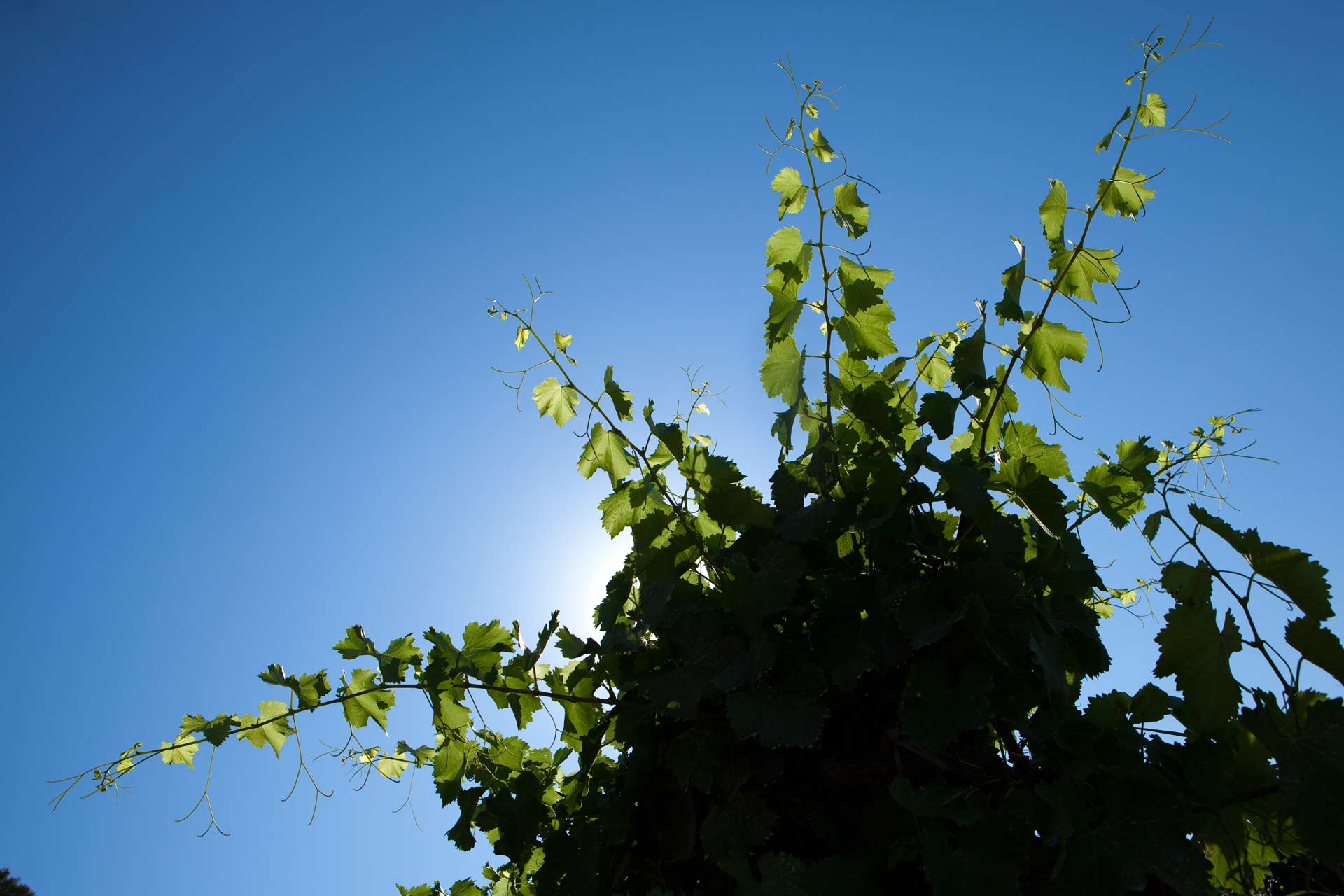 Chateau Gigognan Vigne Chateau Gigognan Vigne