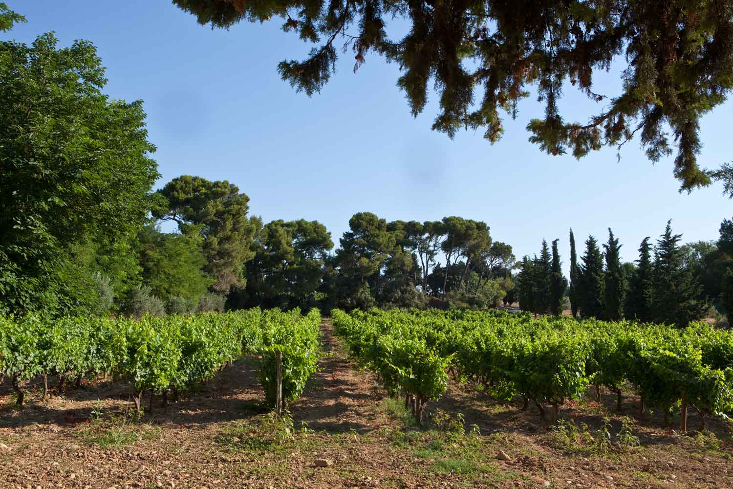 Chateau Gigognan vignoble Chateau Gigognan vignoble