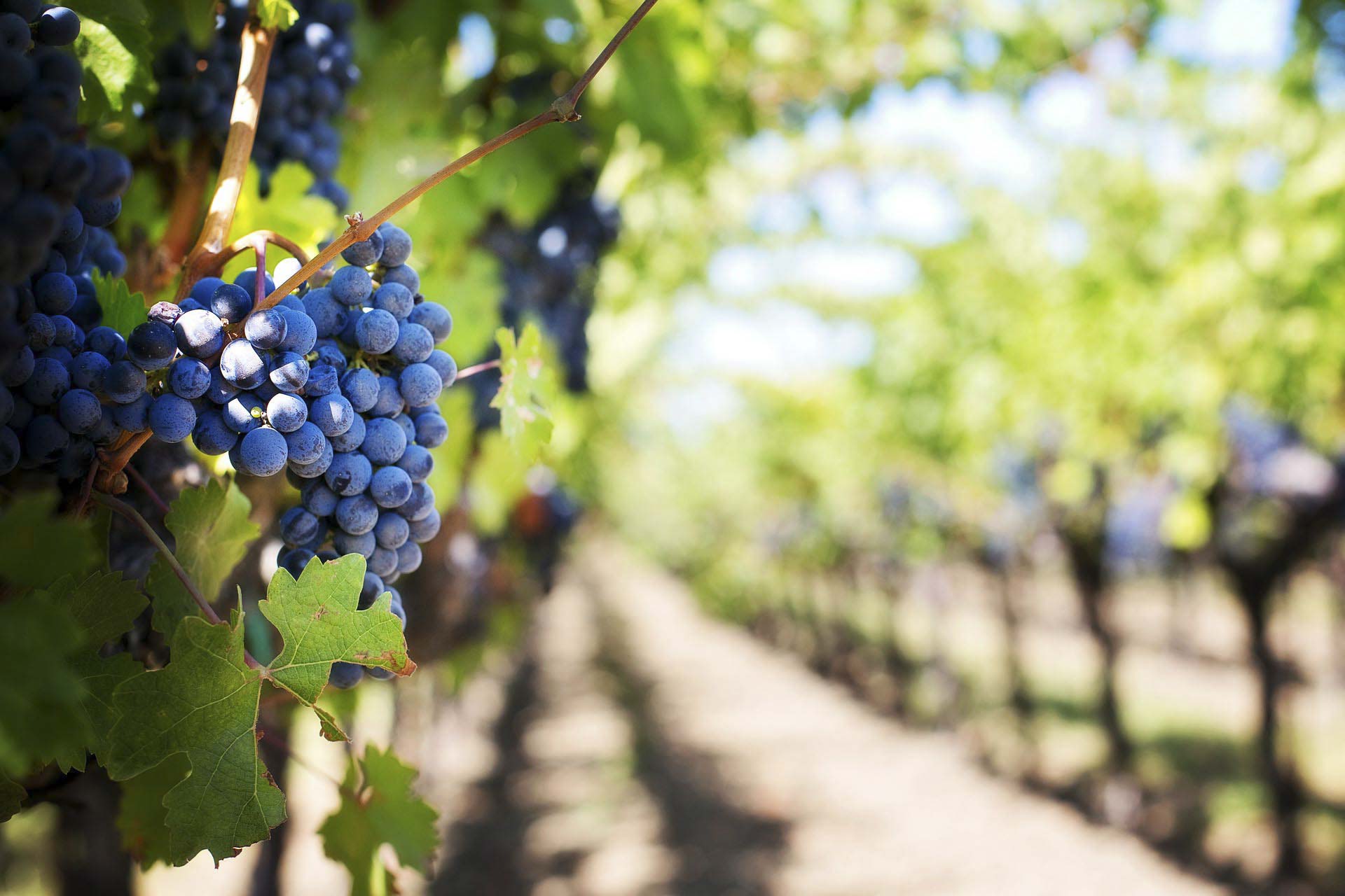terra bacchus vin bio vin en ligne vin de cépage monocépage