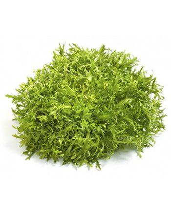 salade frisée bio