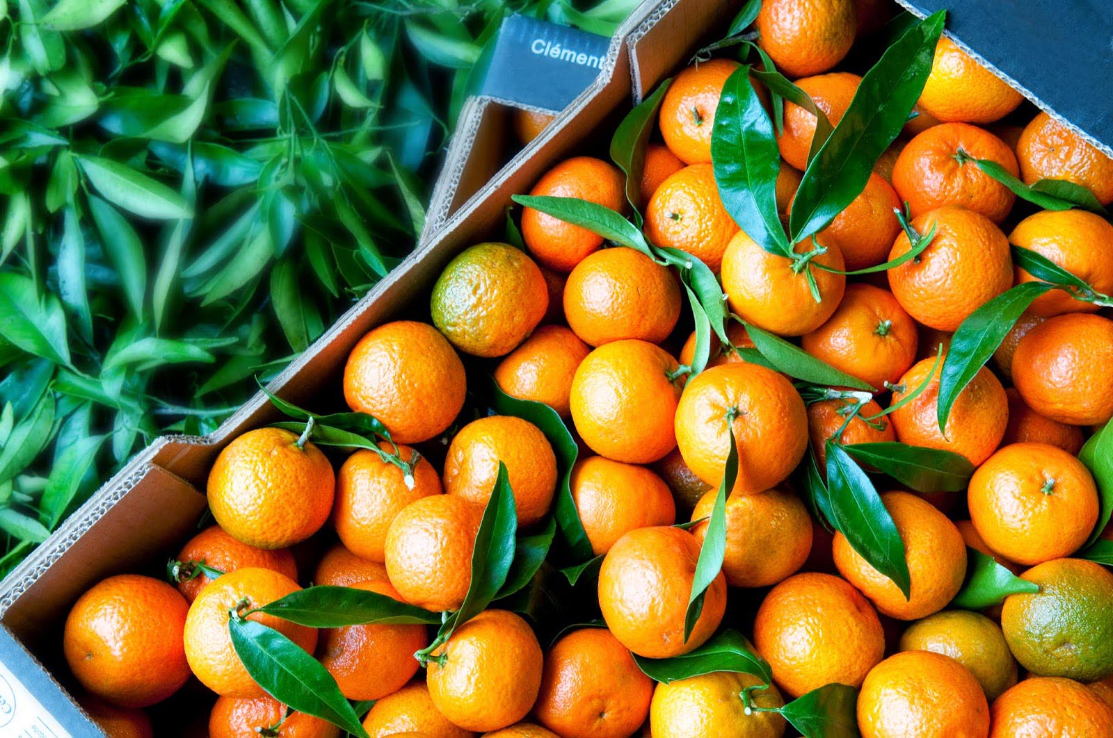 différence entre clémentine et mandarine différence entre clémentine et mandarine