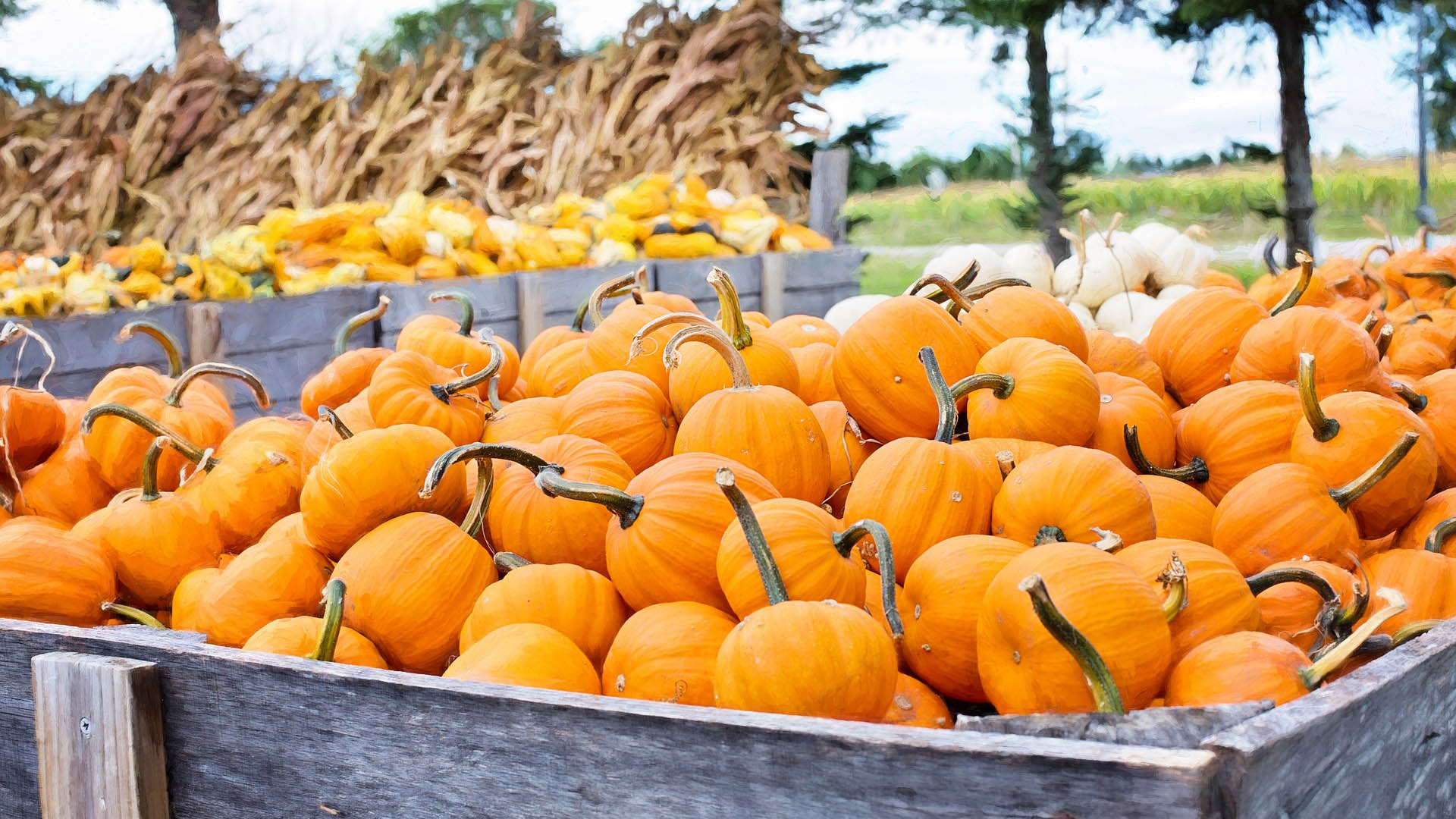 courge
