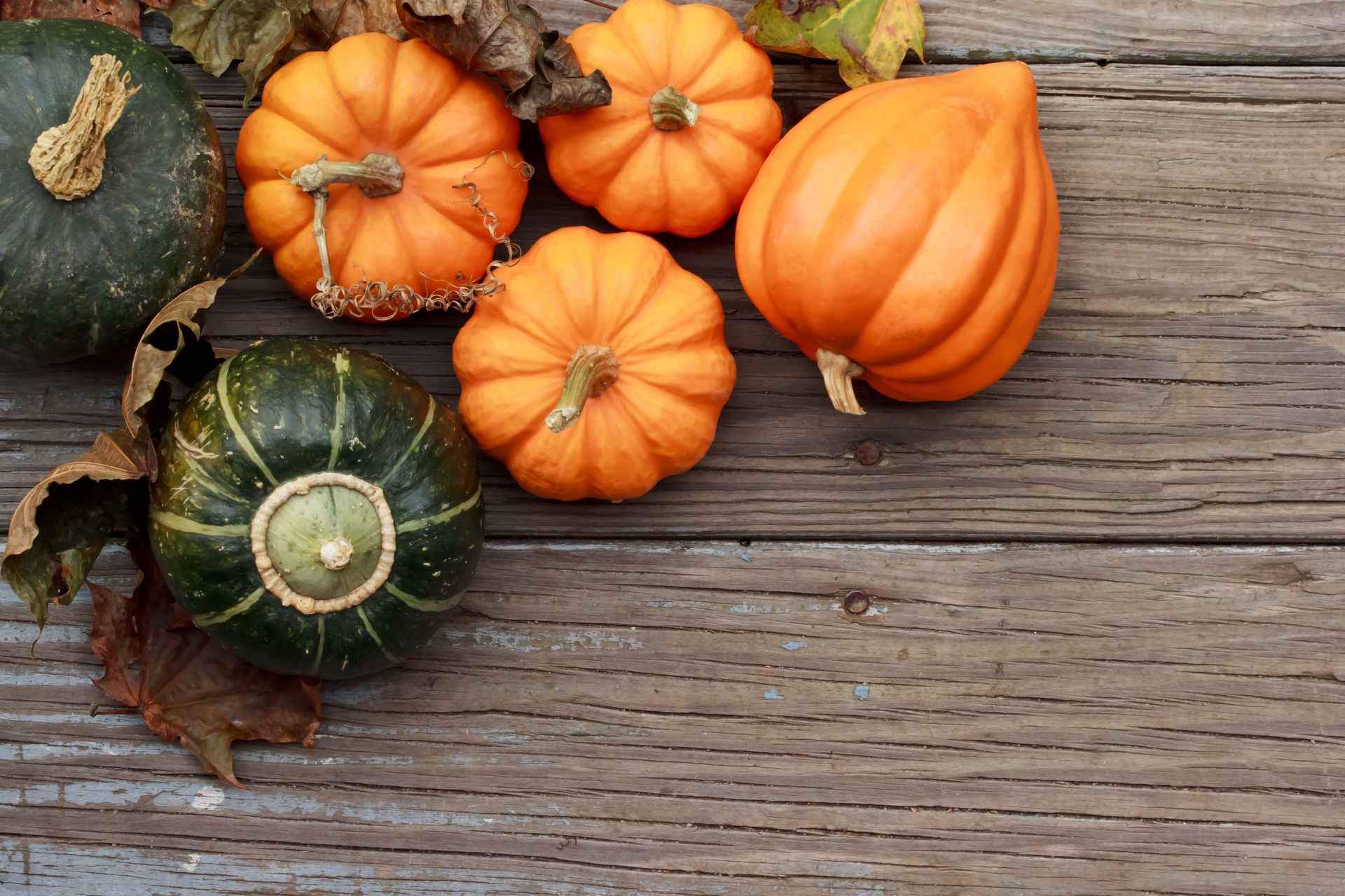 courge courge