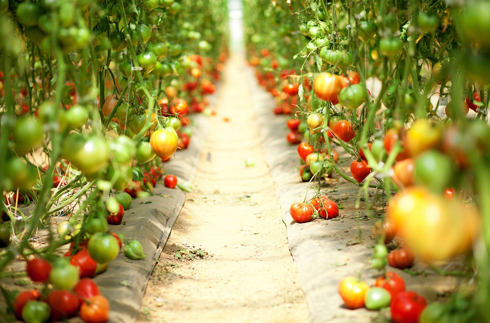 tomate coeur de boeuf tomate ananas tomates cerises meilleures variétés