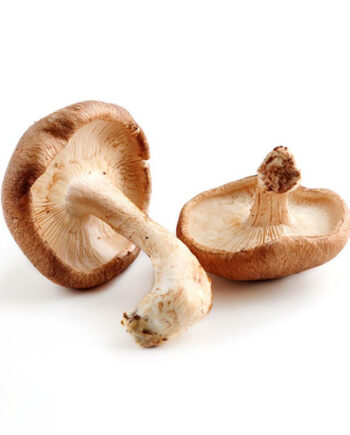 Shiitake bio