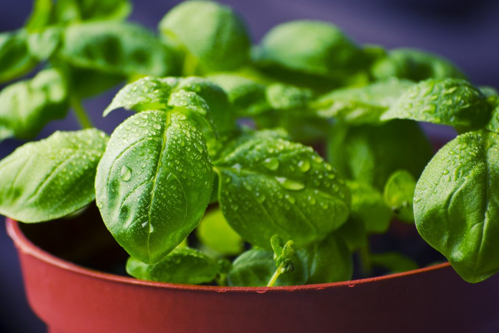 Herbes Aromatiques bio Salades bio Terra Bacchus Herbes Aromatiques bio Salades bio Terra Bacchus