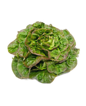 salade rougette bio