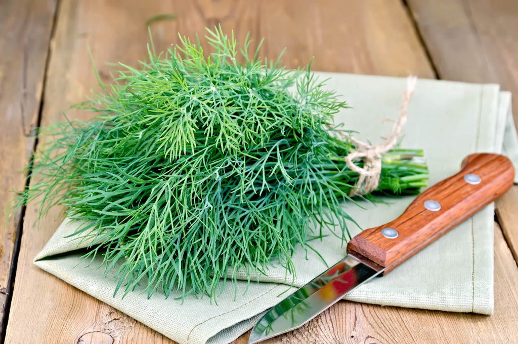 meilleures herbes aromatiques aneth meilleures herbes aromatiques aneth
