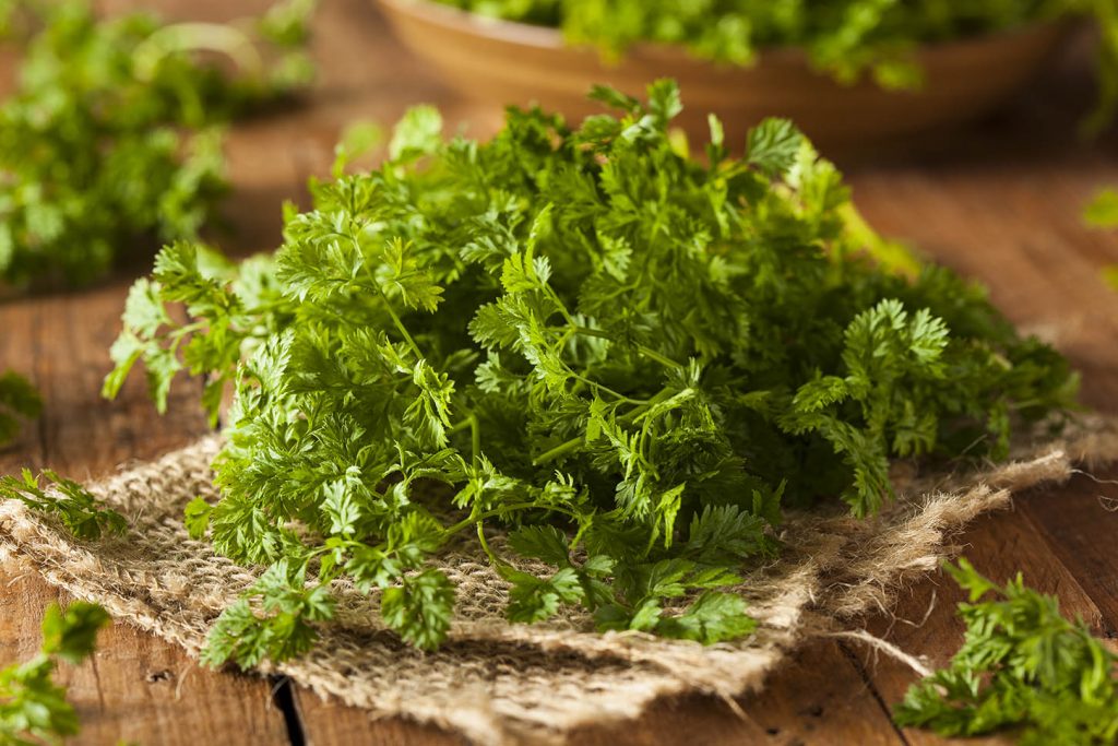 meilleures herbes aromatiques cerfeuil meilleures herbes aromatiques cerfeuil
