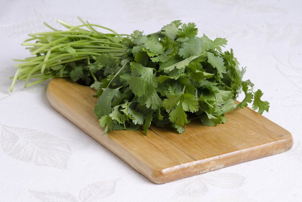 meilleures herbes aromatiques coriandre meilleures herbes aromatiques coriandre