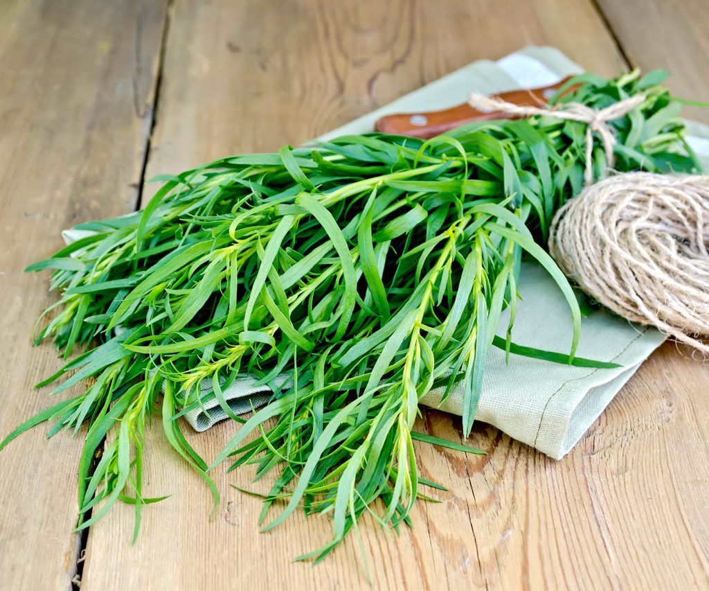 meilleures herbes aromatiques laurier meilleures herbes aromatiques estragon