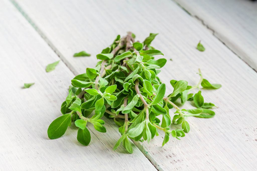 meilleures herbes aromatiques marjolaine meilleures herbes aromatiques marjolaine