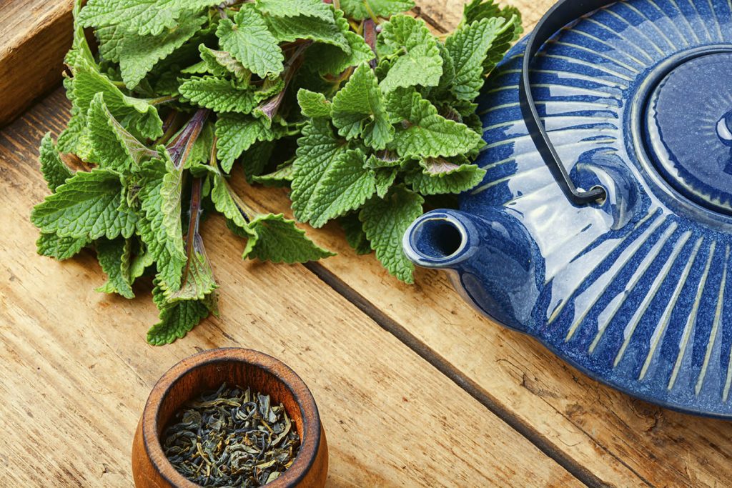 meilleures herbes aromatiques melisse meilleures herbes aromatiques melisse