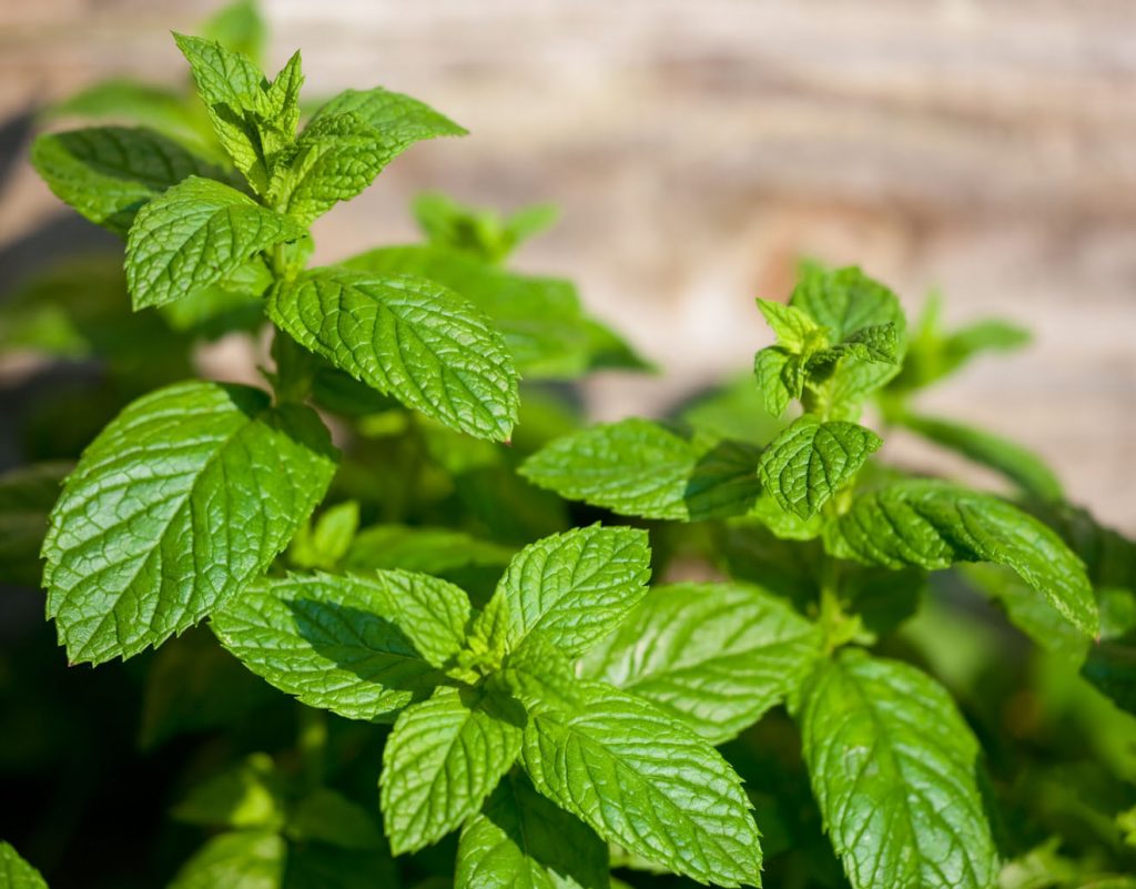 meilleures herbes aromatiques menthe meilleures herbes aromatiques menthe