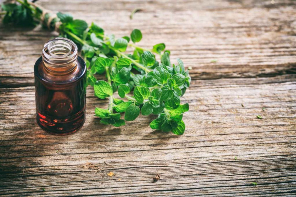 meilleures herbes aromatiques origan meilleures herbes aromatiques origan