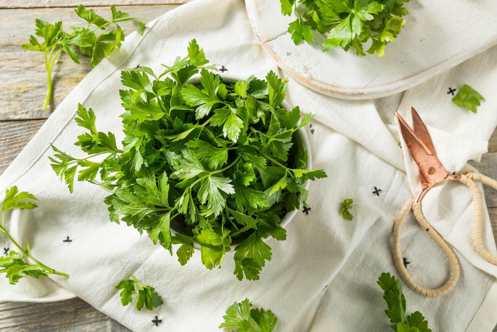 persil bio meilleures herbes aromatiques bio persil bio meilleures herbes aromatiques bio