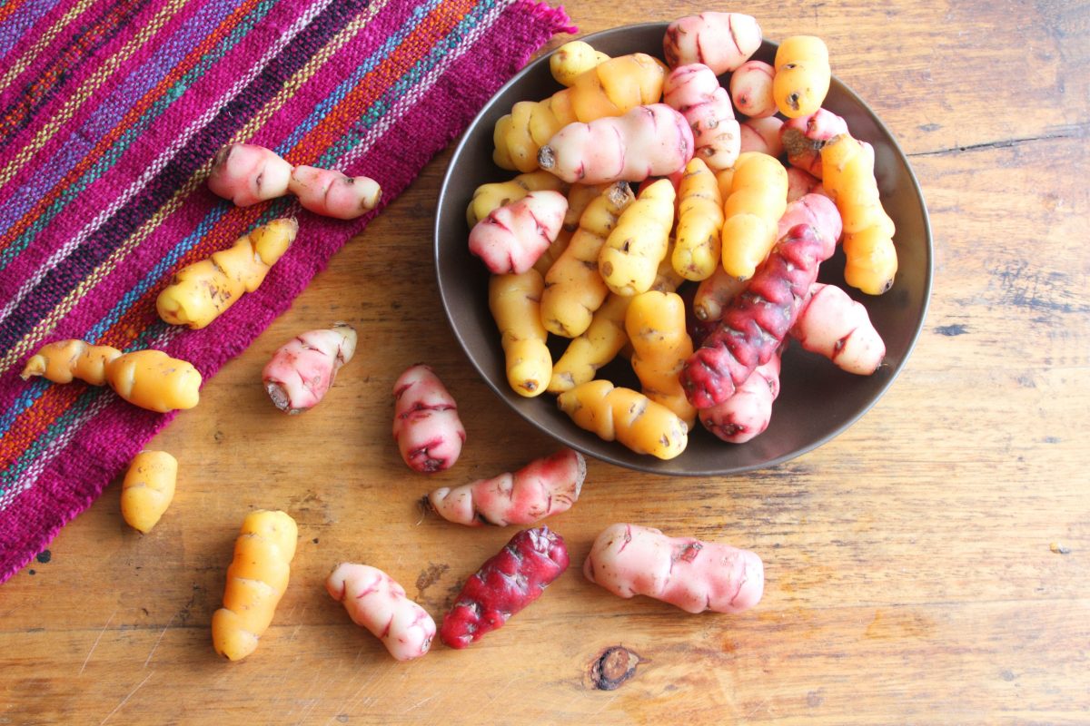 oca du perou oxalis tuberosa